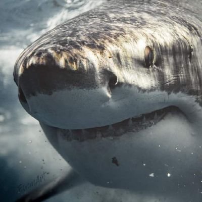 Hello Shark lovers 🐳
we are a Shark community *
Follow us Daily Shark Content 🫱