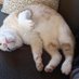 PR猫 (@1ktx_) Twitter profile photo PR猫 (@1ktx_) Twitter profile photo