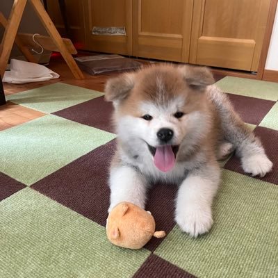 秋田犬の桃亮(ももすけ) お母さんは綺羅ちゃんファミリーの桃心ちゃん 2024年2月に大館から横浜にやってきました 「かわいいら」は静岡弁 飼い主は静岡県人だもんで