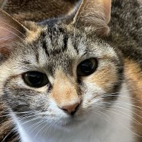 すこ (@sct33) 's Twitter Profile