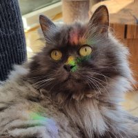 tani (@tani18_) 's Twitter Profile