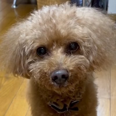 ta6ka4shi's profile picture. Kaggle (🥈x 2🥉x 3)