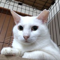 武豊さくらねこの会(@taketoyosakura) 's Twitter Profile Photo