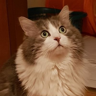 gurcansolak's profile picture. 