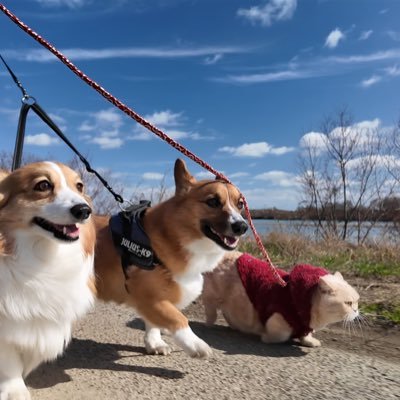 ちいむうととろさんのプロフィール画像