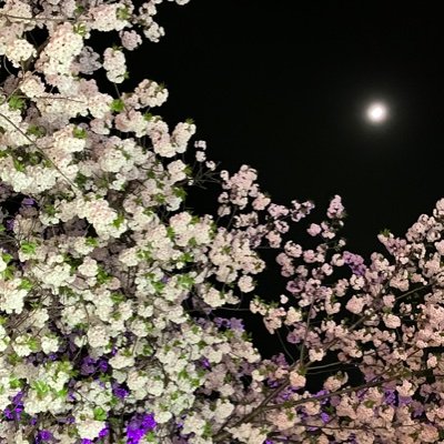 yF21W5kD2VZ8Sfv's profile picture. 希