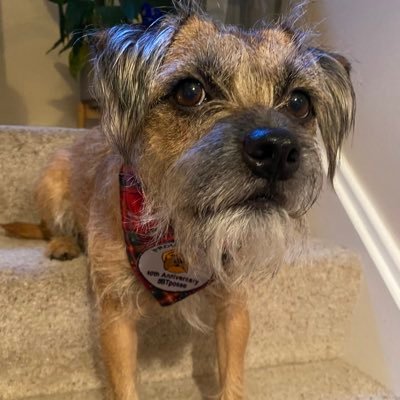 I’m a Scottish border terrier who’s been happily doing what border terriers do, in England, since 2018. Proud to be a member of #BTPosse.