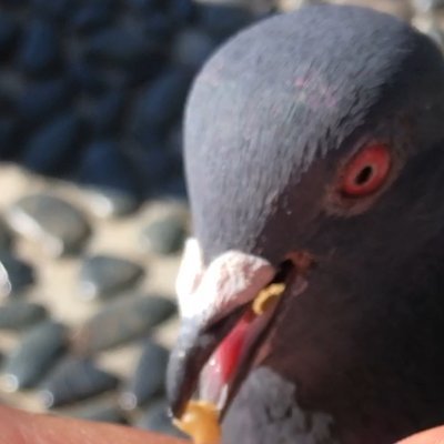 土鳩のクロの観察が日課です。 さいきんは大きくなれない小鳩ちゃん、赤目ちゃん、ボロボロの観察も。いざというときにそなえて絡まりレスキューや保護の勉強中🧑‍🎓いつか土鳩を飼いたいです。 鳩好きさん鳥好きさんと繋がりたい🕊️ 鳩初心者ですがよろしくおねがいします！無言フォロー失礼します🙇‍♂️