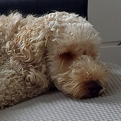 Supersec_Au's profile picture. just trying to raise 2 teens in the bat shit bonkers Vicdanistan and not lose my shit on the daily.