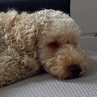 Supersecau (@supersec_au) 's Twitter Profile