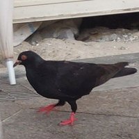 9133 (@q13333333) Twitter profile photo