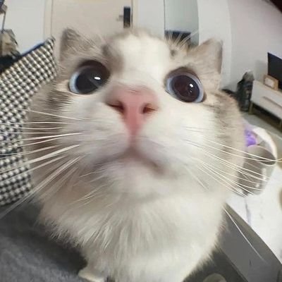 sebentarrek's profile picture. 
