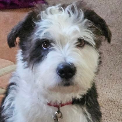 4allpatroits's profile picture. MAGA. Trump. America First.