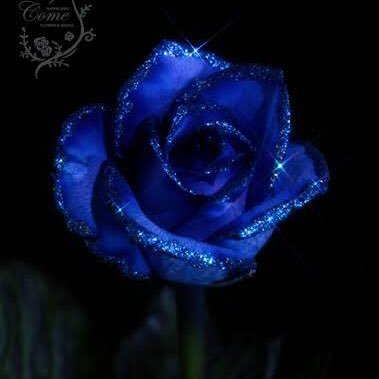 blue_rose_chan_ Profile Picture