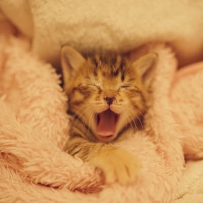 大阪府高槻にてTNRを軸とした活動をしています。 外の猫達が命の危険にさらされず、少しでも安心して生涯を全う出来ますように。ご支援・ご協力をくださる全ての方に心から感謝をし、そしていつの日かのらねこがゼロになりますようにと願っています。