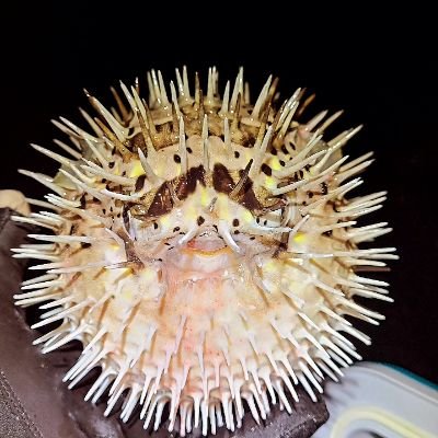 maimaikaburi69's profile picture. 変態キチガイだけど仲良くしてね！