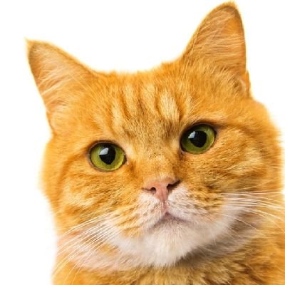 orangecatsx Profile Picture