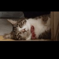 0120888888ダック【サブ】🐼 (@0120888888_sub) 's Twitter Profile