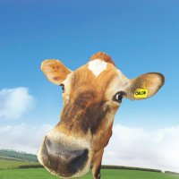 Langage Farm Dairy(@langage_farm) 's Twitter Profile Photo