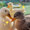 ahiraa2go's profile picture. 「アヒル飼いになる」の表紙を飾ったちゃい君の飼い主です。 ちゃいは星になりました。 たくさん愛してくださってありがとうございました🌈 あひるとゆづる垢時々バレエ教師の独り言😏2023/6から癌サバイバー😫ラウドロック❤️