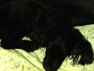 coreybelmontck's profile picture. 