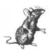Dr. Rat (@drrat349692) Twitter profile photo Dr. Rat (@drrat349692) Twitter profile photo