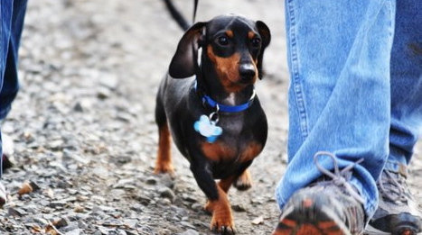 haberdachshund's profile picture. Cakes, Canines, and Children