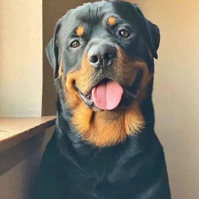 @TheRottieHome aims to assist numerous #Rottweiler owners in managing the breed by providing them with tips, articles, and basic needs.