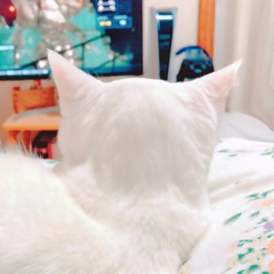 猫賛🐉猫覚者⚔さんのプロフィール画像