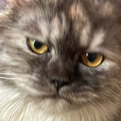 Uyuurkxy's profile picture. fee start 500p/responden, pengerjaan cepat, bisa request, no bot, dijamin valid dan reliable spss dan smart pls, fast respont di wa (Open terus 24jam)