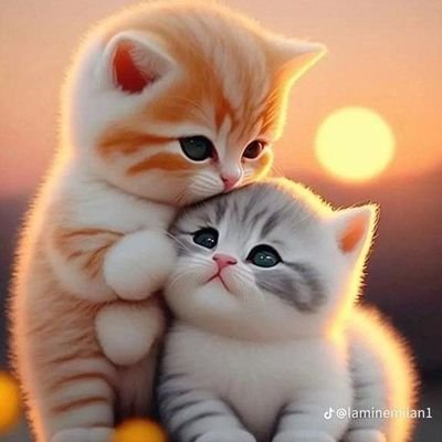 abubakar_gasma's profile picture. 