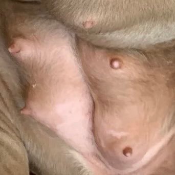 Official account of Miss Peaches nipples. These nipples speak for themselves.