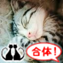 ＠rryou3exxの猫合体専用アカウントになります。猫合体祭り仕様にゃ(ΦωΦ)＼合体にゃ！／ ＼もふライデー！／ 規制アカも兼ねます！