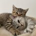 Cat (@pic4cat) Twitter profile photo Cat (@pic4cat) Twitter profile photo