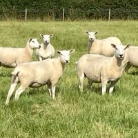 Oli Lee (@english_farmer) 's Twitter Profile