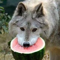 長爪犬🐺 (@longclawinu) 's Twitter Profile Photo