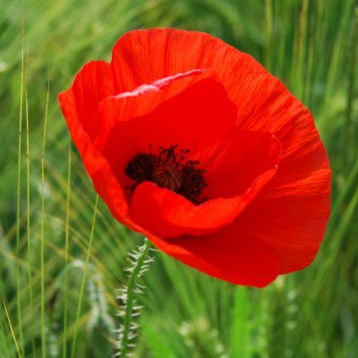 Suzenella's profile picture. "Some see concrete walls; I see paths of flowering honeysuckle hedgerows and poppies strewn in open wheat fields."