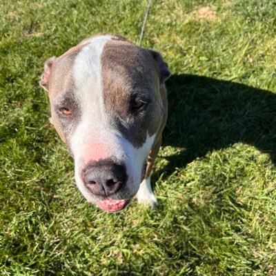 chetmanou812's profile picture. Shredding guitar riffs, Detroit Lions 🏈, crushing day trades, stacking dividends, long-term wealth, and jet-setting worldwide. 🎸💹🌍 #LionsRoar