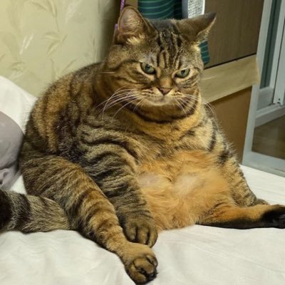 he/him | exercise purging bulimic (more like ednos tbh) turned binge eater turned ednos haver once more trying to get skinny again | if ur -17 DNF