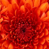 Kim Vadas (@kimvadas) 's Twitter Profile