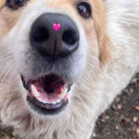 sena (@ayrnhend) 's Twitter Profile Photo