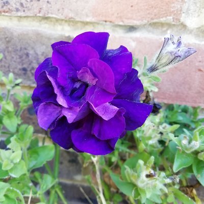 AceOfSpring's profile picture. Genomicist 🧬 | Poetry hobbyist ✍ (blog in link) | Nature enjoyer 🌿 | she/her 🏳️‍🌈