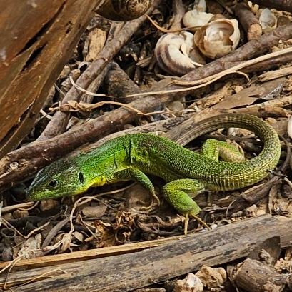 andyjcambs's profile picture. 