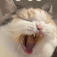 トラショカ (@torashoka) Twitter profile photo