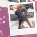 hinata 🐶🐾🐾🐾🐾🦋 (@angelfinch88) Twitter profile photo hinata 🐶🐾🐾🐾🐾🦋 (@angelfinch88) Twitter profile photo
