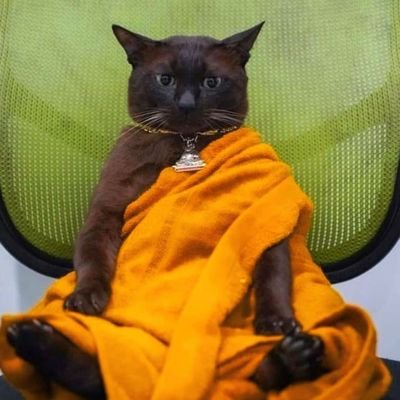 catmonk Profile Picture