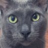 babydlany's profile picture. cat’s slave alias bucing