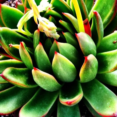 KBDNursery's profile picture. Wholesale Succulent Growers!  Family owned business for over 10 years.  Supplying the retailers, landscapers and Growers.