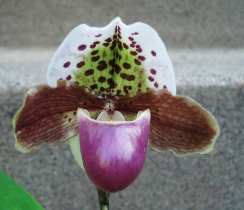 paphreek's profile picture. Hybridize and grow orchids, specializing in Paphiopedilums. 
Extreme Timberwolves fan.