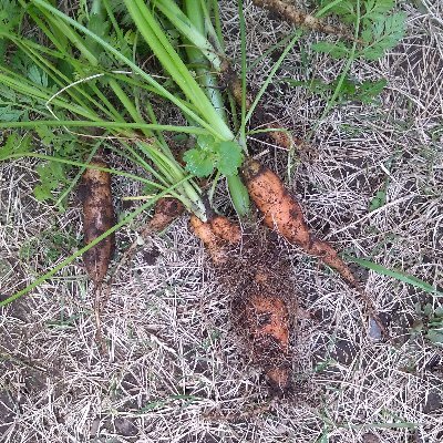 Cabbage futures speculator on the Daikon Prairie.
大根平野部の素人投資家
